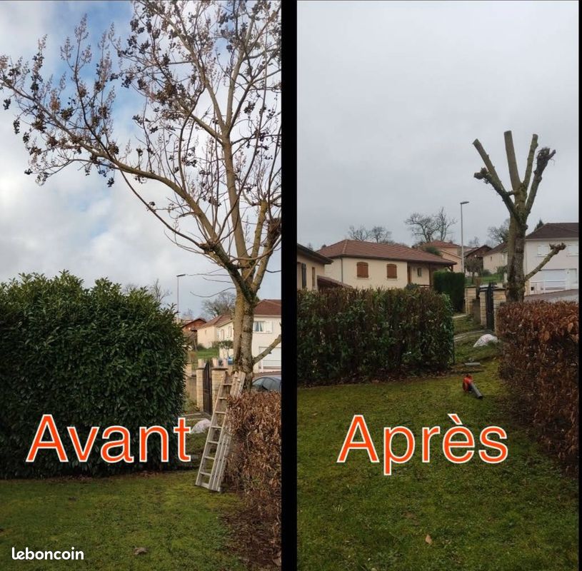 Élagage avant/après
