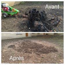 Rognage de souche avant/après